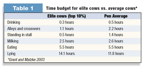 Time budget for elite cows vs. average cows