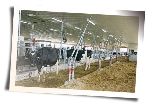 Compression gates in new freestall barn