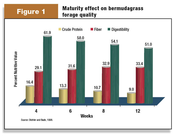 Maturity effect on bermudagrass forage quality