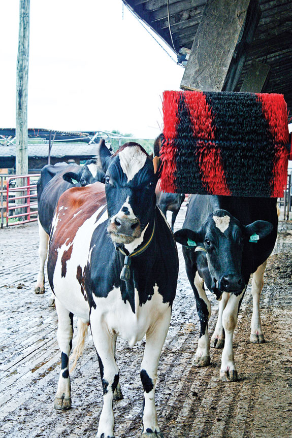 Brushing up on dairy cow brushes Progressive Dairy Canada
