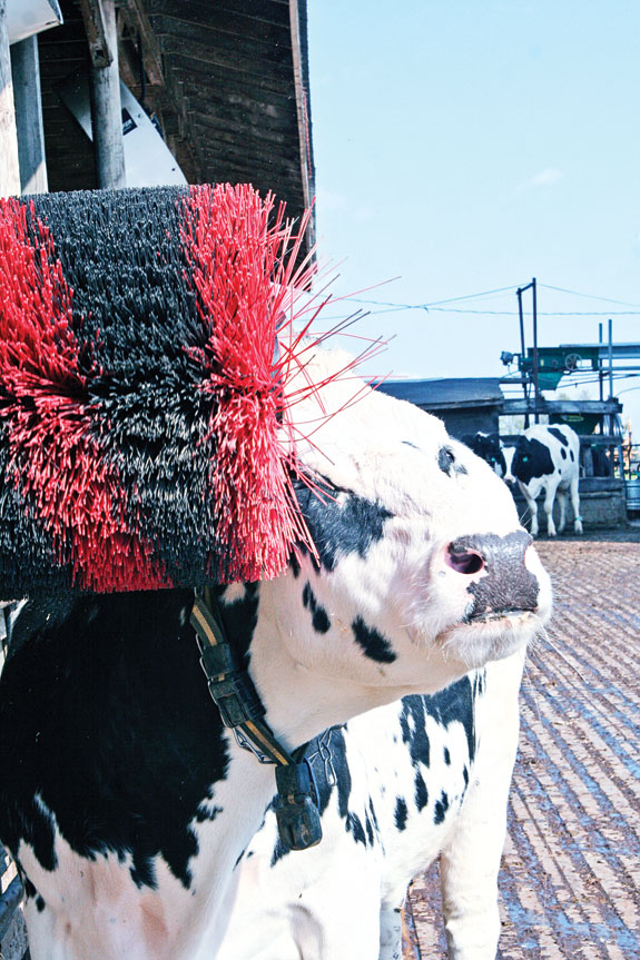 Brushing up on dairy cow brushes Progressive Dairy Canada