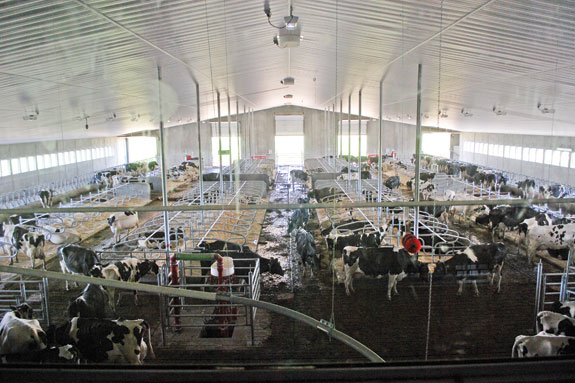 Freestalls