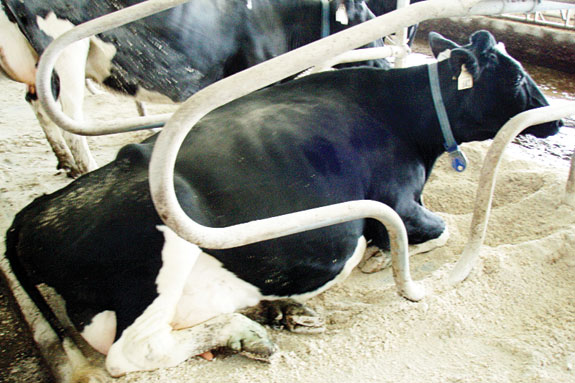 Cows bedding in freestalls