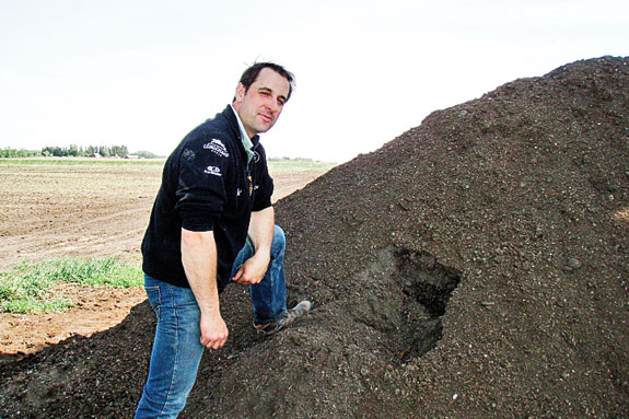Cow manure composting