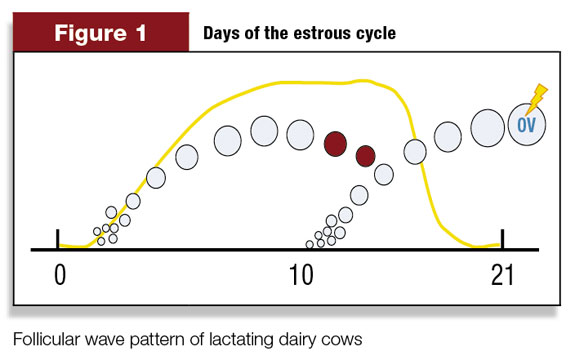Days of the estrous cycle
