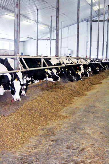 Van Den Broek Dairy