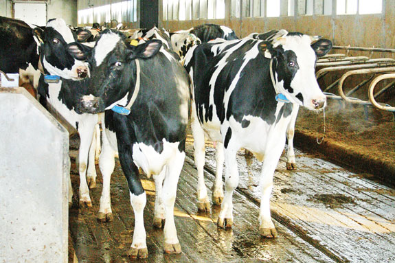 Yff Dairy Ltd.